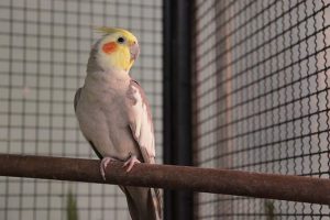 Do Cockatiels Have a Good Sense of Smell?- (Solved!)