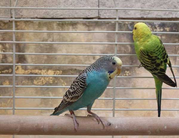 Does Feather Clipping Help Calm An Aggressive Budgie