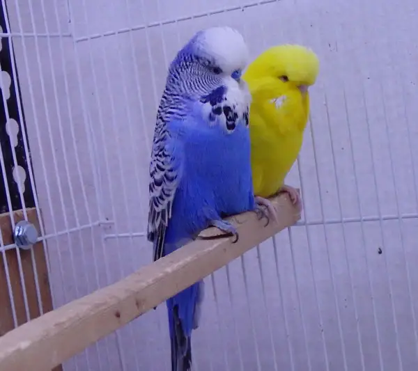 Does My Purple Budgie Need Another Purple Companion