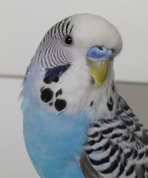 Female Budgie Blue Cere