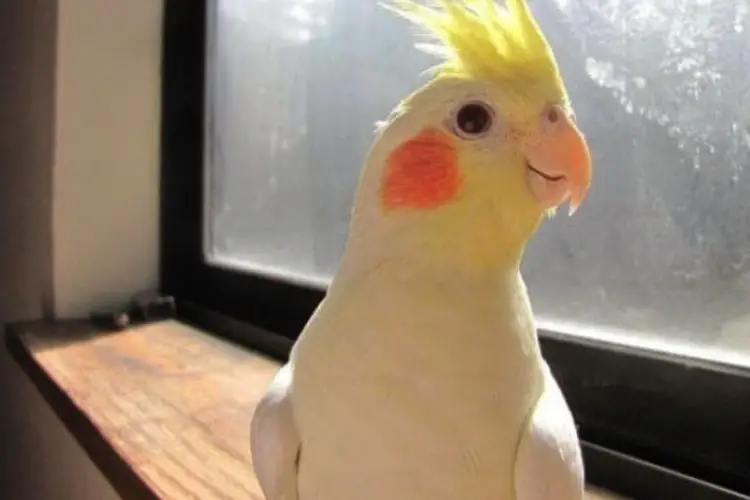 Female Cockatiel Making Weird Noises