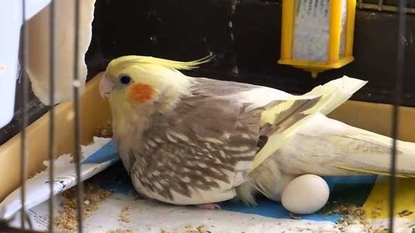 Handle Cockatiels That Have Just Laid Eggs