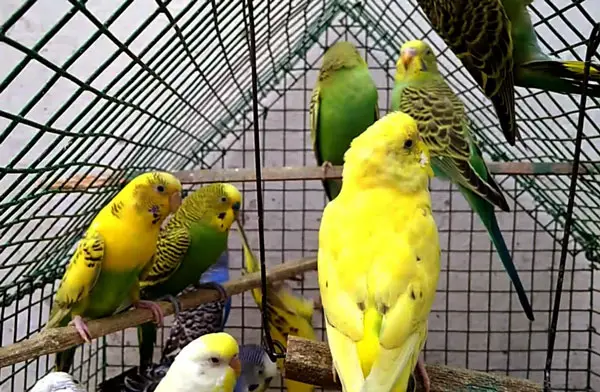 How Do Captive Budgies Get Mites or Lice