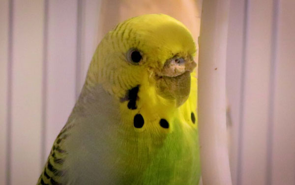 How Do I Know If My Budgie Has Mites or Lice
