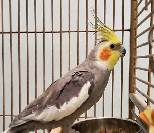 How Do I Know If My Cockatiel Has Mites or Lice