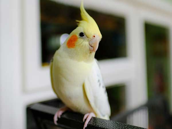 How Do I Stop My Cockatiel from Biting