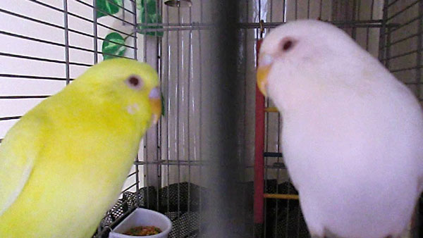 How Do You Breed Albino Budgies