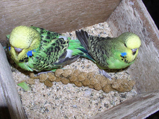 How Do You Clean a Budgie Nesting Box