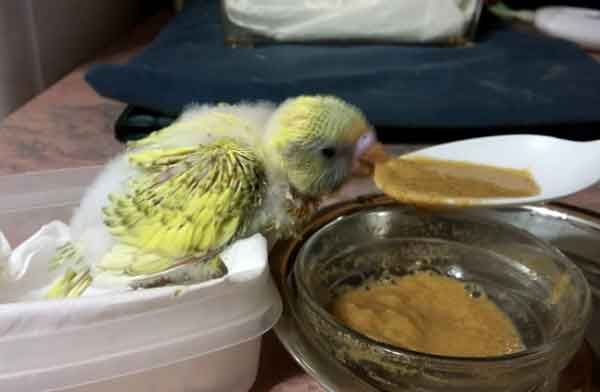 How Do You Hand Feed and Wean Budgie Chicks