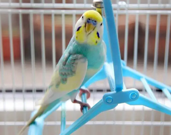 How Do You Know If Your Budgie Is Rainbow
