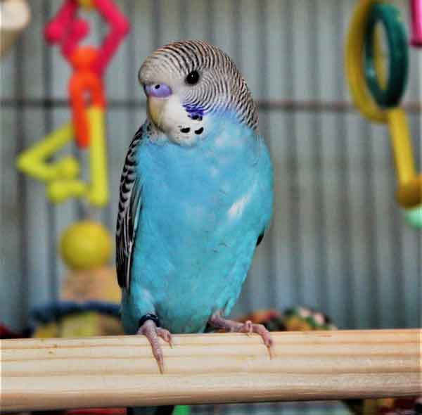 How Do You Tell the Age of a Blue Budgie