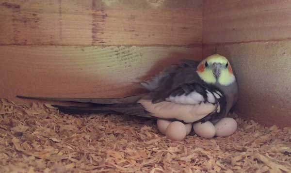 How Does Cockatiel Egg-Laying Affect Health