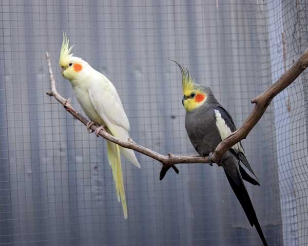 How Exactly Does One Prevent a Cockatiel from Escaping