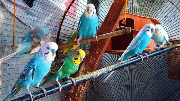 How Good are Blue Budgies as Pets