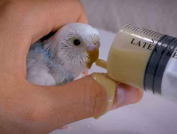 How Much Do Budgie Chicks Eat and How Often