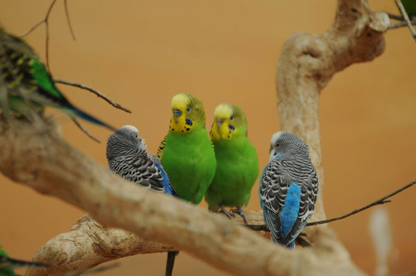 How Much Does A Green Parakeet Cost