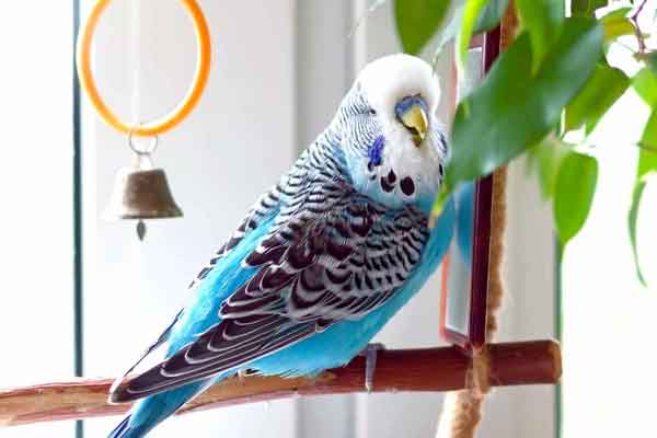 How Much Does a Blue Parakeet Cost