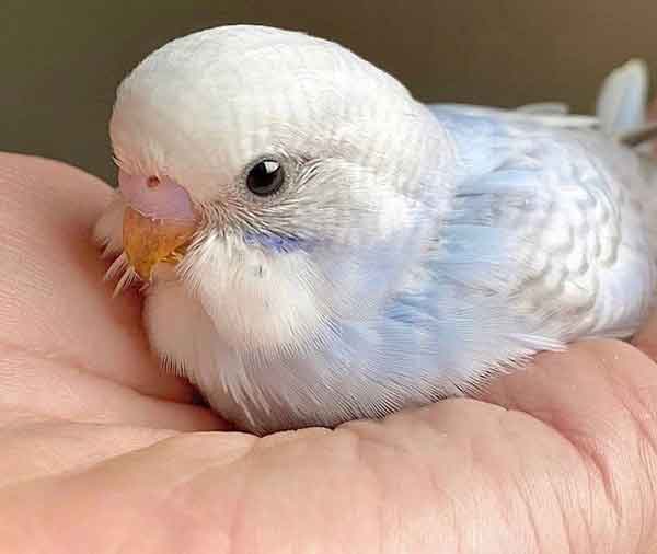 How Much Should Healthy Budgie Chicks Weigh