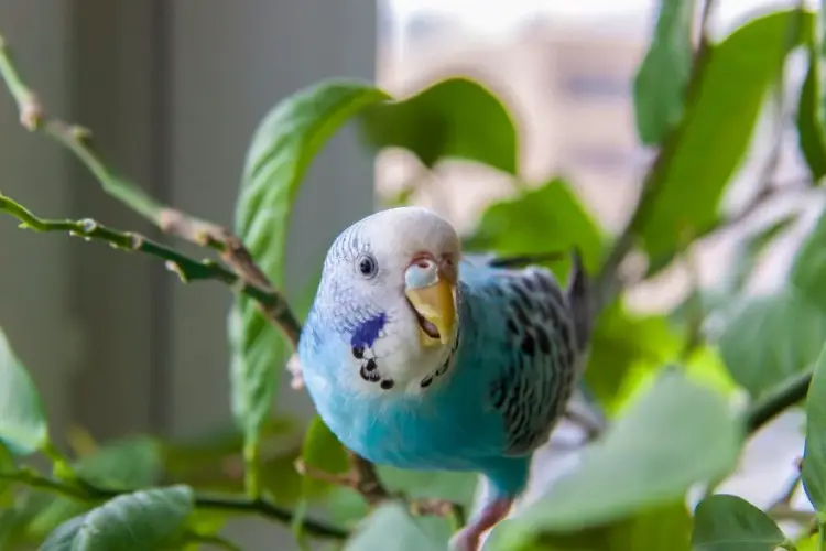 How Often Do Budgies Poop