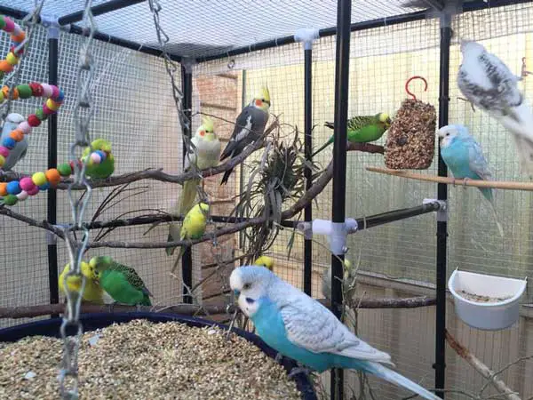 How Often Do Budgies and Cockatiels Defecate