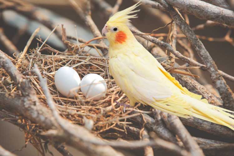How Often do Cockatiels Lay Eggs