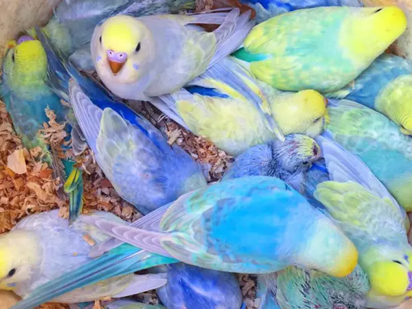 How To Breed Rainbow Budgie