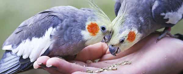 How To Care Cockatiels