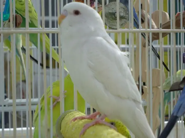How To Care For An Albino Budgerigar