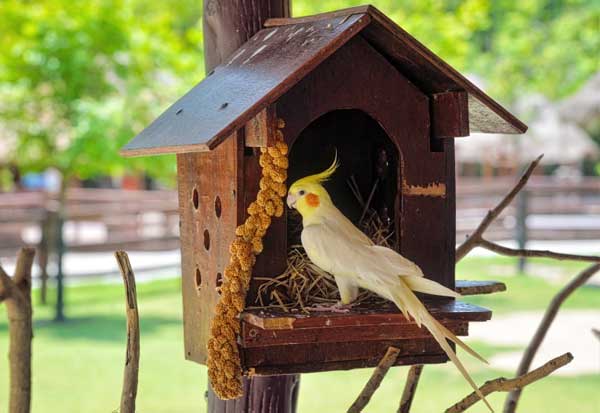 How To Handle Cockatiels That Have Just Laid Eggs