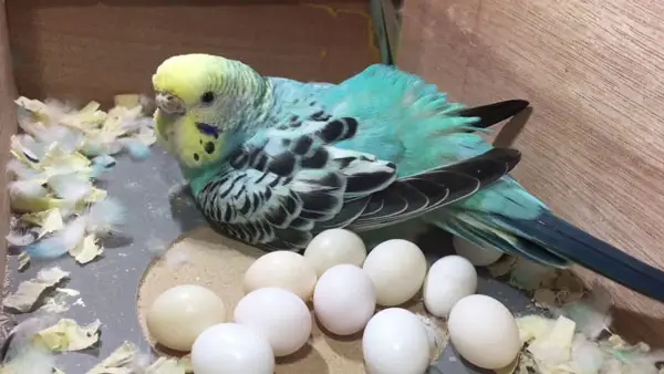How To Tell If Budgie Eggs Will Hatch Or Not