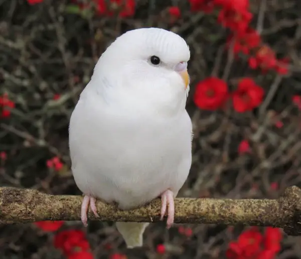 How To Tell The Age Of An Albino Budgie 