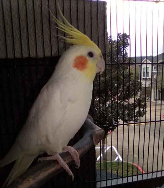 How to Cut and Trim Overgrown Cockatiel Nails