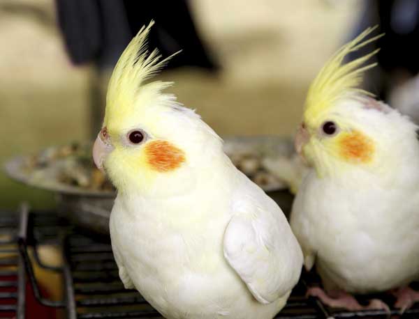 How to Facilitate Cockatiels' Breeding