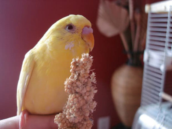 How to Feed a Blind Budgie