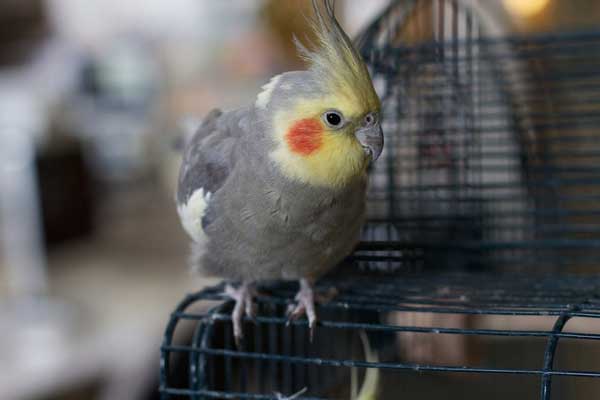 How to Prevent the Hazards From Budgie and Cockatiel Poop