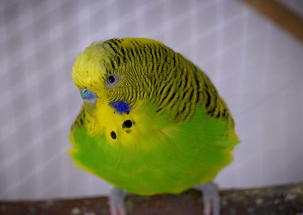 How to Tell If a Budgie Is Blind