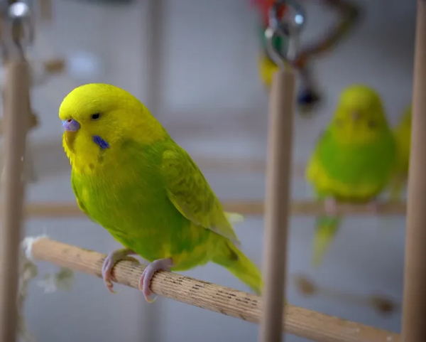 Is A Singing Budgie a Happy Budgie