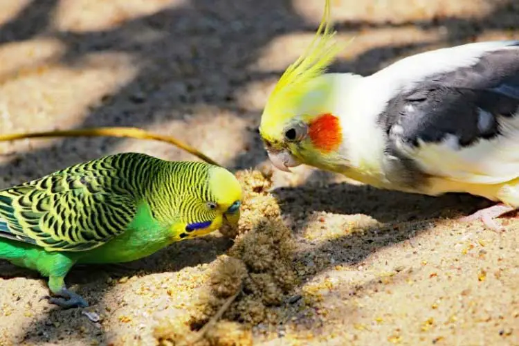 Is Budgie And Cockatiel Poop Dangerous