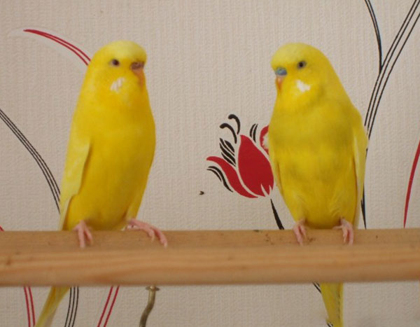 Is a Lutino Budgie Rare