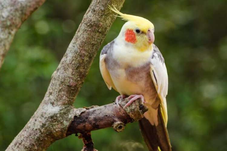 Lost Cockatiel