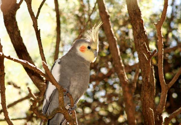 Lost Cockatiel