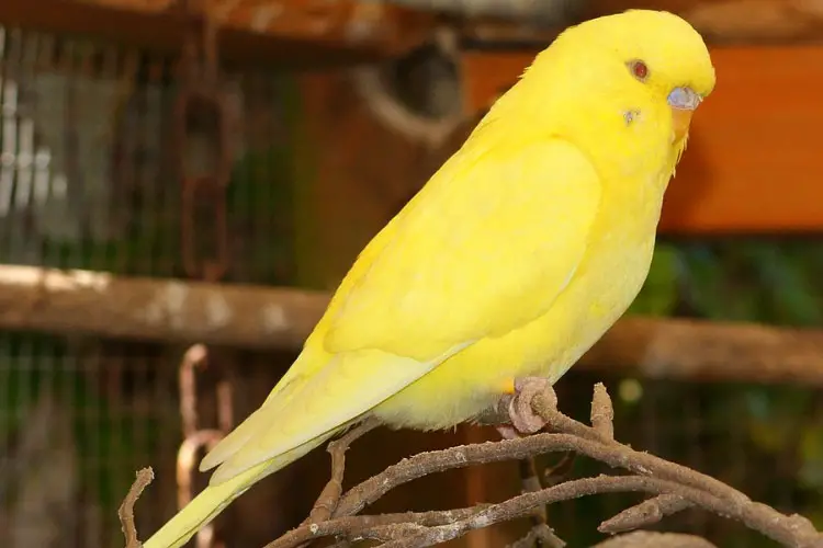 Lutino Budgie