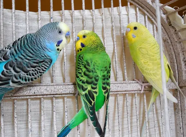 Male Budgie song
