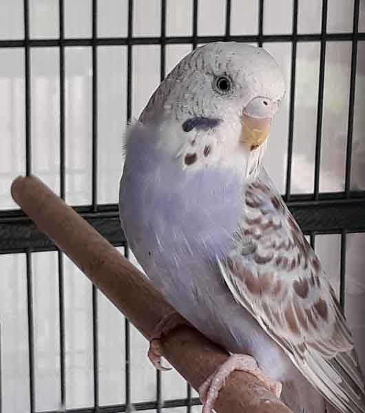 Mauve Budgie