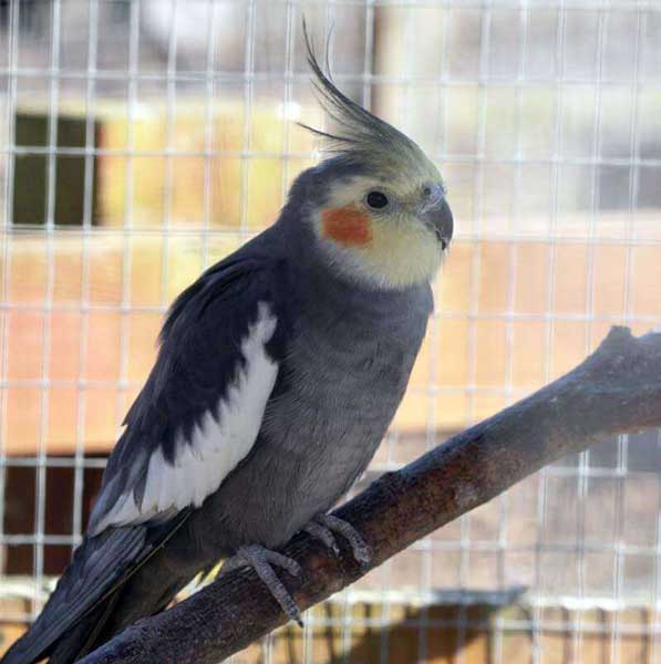 My Cockatiels Hiss and Bite