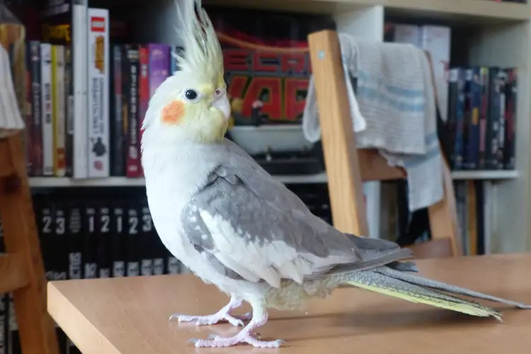 Noisy Cockatiel