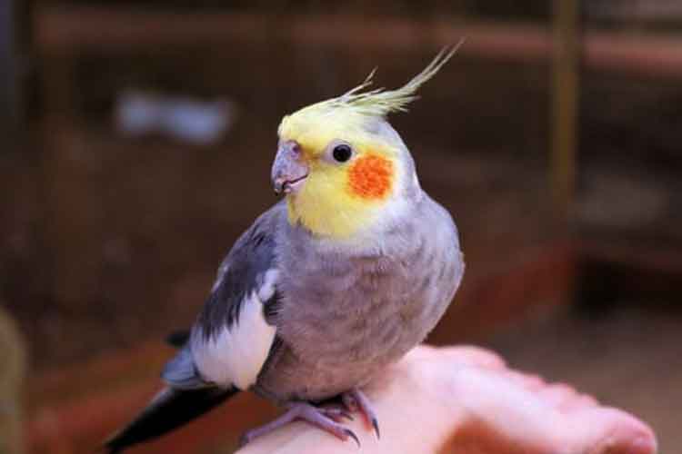 Overgrown Cockatiel Nails