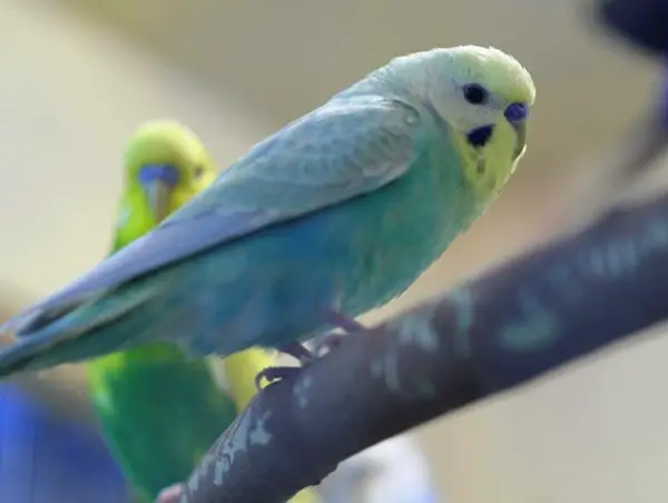 Pastel Rainbow Budgie