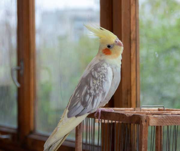 Prevent a Cockatiel from Escaping