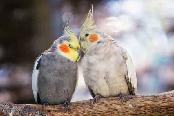 Proper Breed Cockatiels